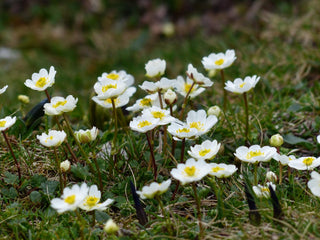 Dryas octopetala <br>MOUNTAIN AVENS