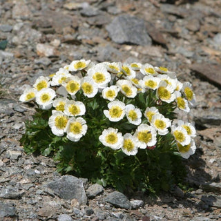 Dryas octopetala <br>MOUNTAIN AVENS