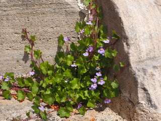 Cymbalaria muralis <br>KENILWORTH IVY, PENNYWORT, IVY LEAVED TOADFLAX