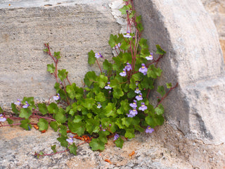 Cymbalaria muralis <br>KENILWORTH IVY, PENNYWORT, IVY LEAVED TOADFLAX