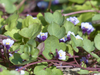 Cymbalaria muralis <br>KENILWORTH IVY, PENNYWORT, IVY LEAVED TOADFLAX