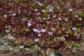 Cymbalaria muralis <br>KENILWORTH IVY, PENNYWORT, IVY LEAVED TOADFLAX