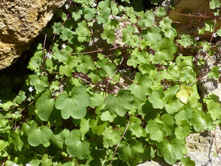 Cymbalaria muralis <br>KENILWORTH IVY, PENNYWORT, IVY LEAVED TOADFLAX