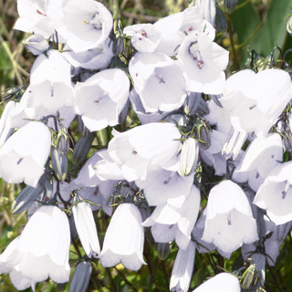 Campanula cochlearifolia <br>ALPINE BLUEBELLS 'BAVARIA WHITE'