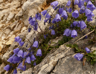 Campanula cochleariifolia <br>ALPINE BLUEBELLS