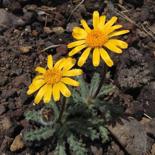 Eriophyllum lanatum <br>WOOLLY SUNFLOWER