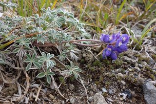 Lupinus nanus <br>SKY LUPIN, WILD FIELD LUPIN