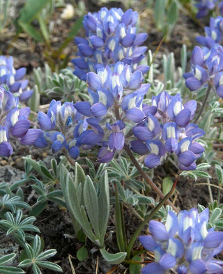 Lupinus nanus <br>SKY LUPIN, WILD FIELD LUPIN