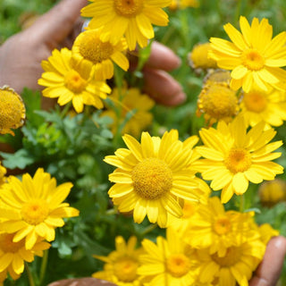 Anthemis tinctoria <br>DYER'S CHAMOMILE DWARF