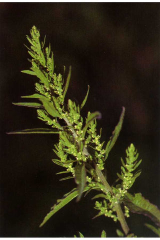 Dysphania ambrosioides <br>EPAZOTE, WORMSEED