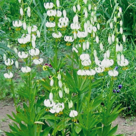 white turk's cap lily Lilium martagon WHITE TURK'S CAP – Ferri Seeds