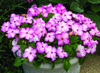 Impatiens walleriana <br>IMPATIENS VIOLET STAR