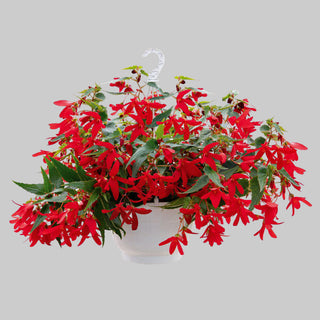Begonia boliviensis <br>BEGONIA GROOVY RED