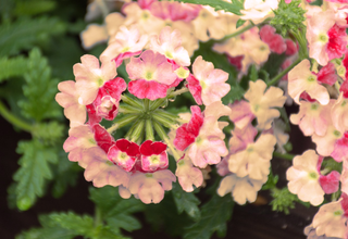 Verbena hybrida <br>VERBENA MIX