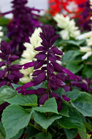 Salvia splendens <br>PURPLE SIZZLER