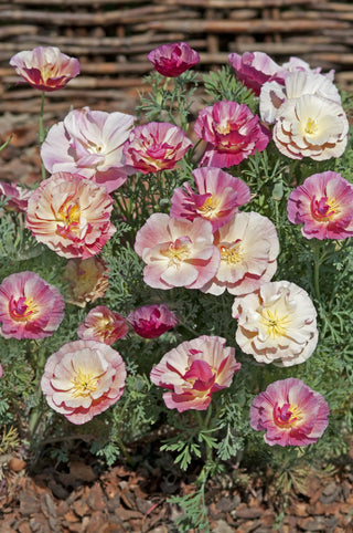 Eschscholzia californica <br>THAI SILK APPLEBLOSSOM CALIFORNIA POPPY