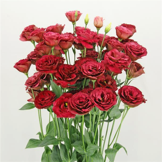 Eustoma grandiflorum <br>LISIANTHUS RED 3 ROSE-FORM