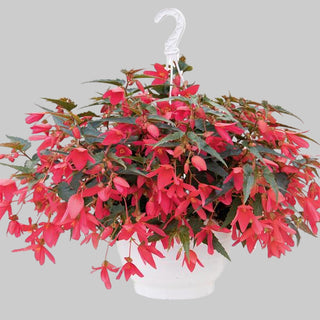 Begonia boliviensis <br>BEGONIA GROOVY ROSE
