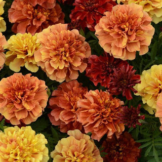 Tagetes patula <br>MARIGOLD STRAWBERRY