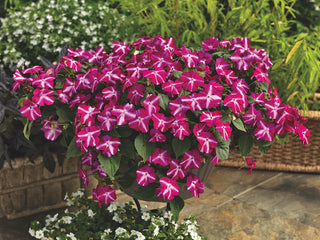 Impatiens walleriana <br>IMPATIENS TUMBLER VIOLET STAR