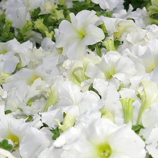 PETUNIA WHITE 'RAINMASTER' <br>Petunia axillaris