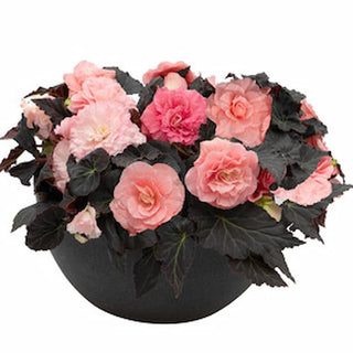 Begonia tuberhybrida <br>BEGONIA MOCCA LIGHT PINK SHADES