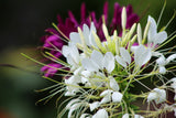 WHITE SPIDER FLOWER Cleome