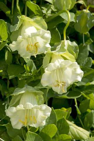 Cobaea scandens <br>CUP AND SAUCER WHITE CATHEDRAL BELLS