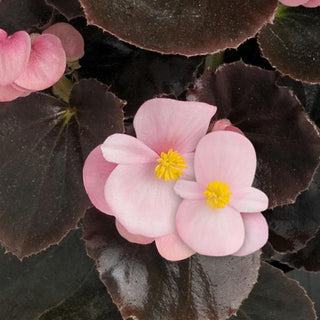 Begonia semperflorens <br>BEGONIA COCKTAIL BRANDY