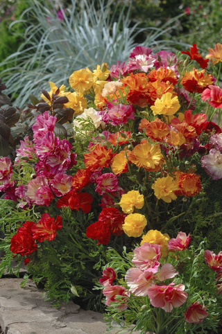 Eschscholzia californica <br>DOUBLE JELLY BEANS CALIFORNIA POPPY