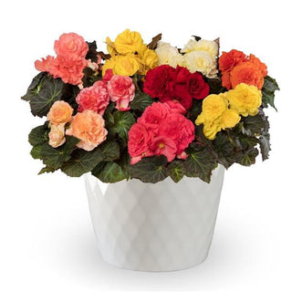 Begonia tuberhybrida <br>BEGONIA TUBEROUS MIX