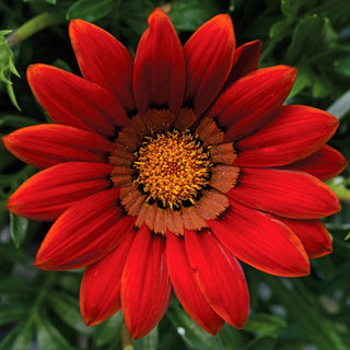 Gazania ringens <br>GAZANIA BIG KISS RED