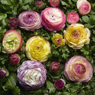Ranunculus <br>RANUNCULUS VANILLA BICOLOR MIX