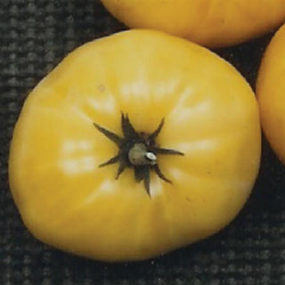 Solanum <br>GREAT WHITE TOMATO