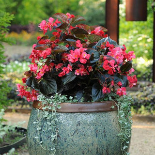 Begonia benariensis <br>BEGONIA WHOPPER ROSE BRONZE LEAF