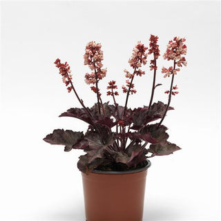 Heuchera sanguinea <br>CORAL BELLS 'PINK HEUCHERETTE'