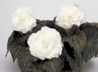 Begonia tuberhybrida <br>BEGONIA MOCCA WHITE
