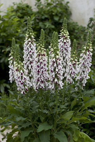 Digitalis purpurea <br>FOXGLOVE PAM'S SPLIT