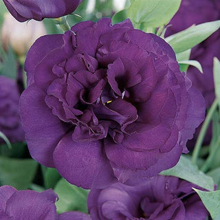 Eustoma grandiflorum <br>LISIANTHUS PURPLE 3 EXTRA-TALL