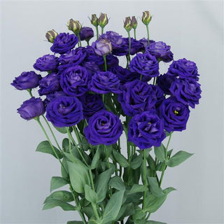 Eustoma grandiflorum <br>LISIANTHUS BLUE 3 ROSE-FORM