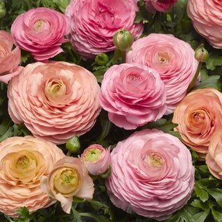 Ranunculus <br>RANUNCULUS PEACH & PINK