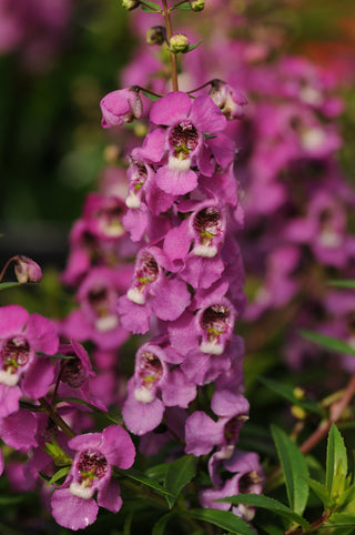 Angelonia augustifolia <br>ANGELONIA RASPBERRY