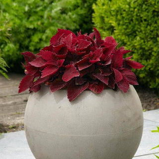 Coleus <br>COLEUS PREMIUM 'PAPRIKA'