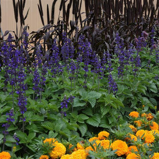 Salvia longispicata x farinacea <br>SAGE 'BIG BLUE'