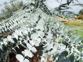 EUCALYPTUS BABY BLUE <br>Eucalyptus pulverulenta