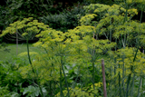 FLORIST'S DILL COMPACT FORM Anethum graveolens