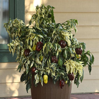 Capsicum annuum <br>PEPPER CANDY CANE CHOCOLATE PEPPER