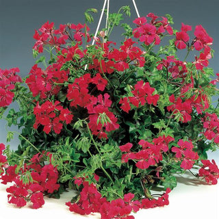 Pelargonium peltatum <br>IVY TRAILING GERANIUM RED