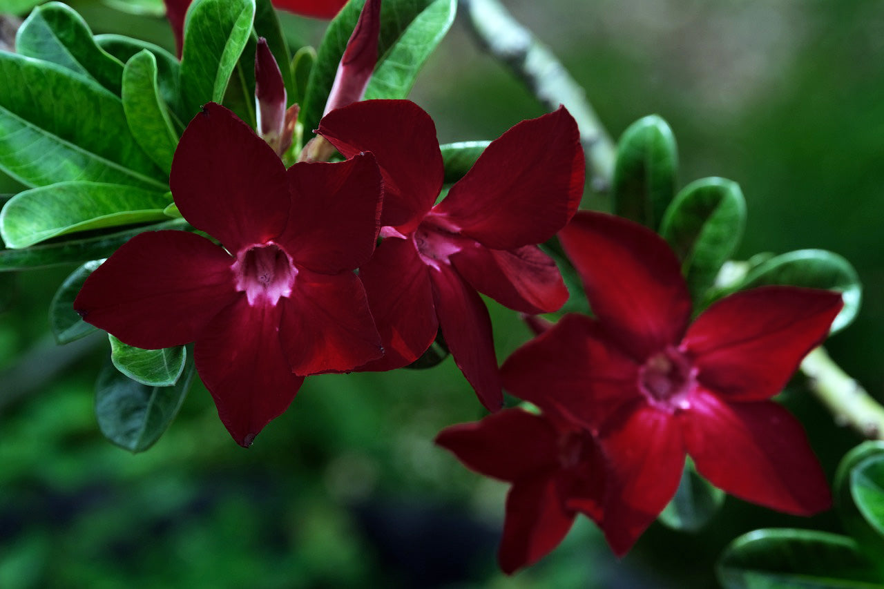 PEACH DESERT ROSE MIX Adenium obesum – Ferri Seeds