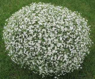 Gypsophila muralis <br>GYPSY WHITE COMPACT BABY'S BREATH